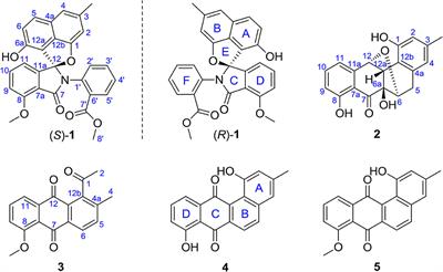 Antibacterial and Cytotoxic Bridged and Ring Cleavage Angucyclinones From a Marine Streptomyces sp